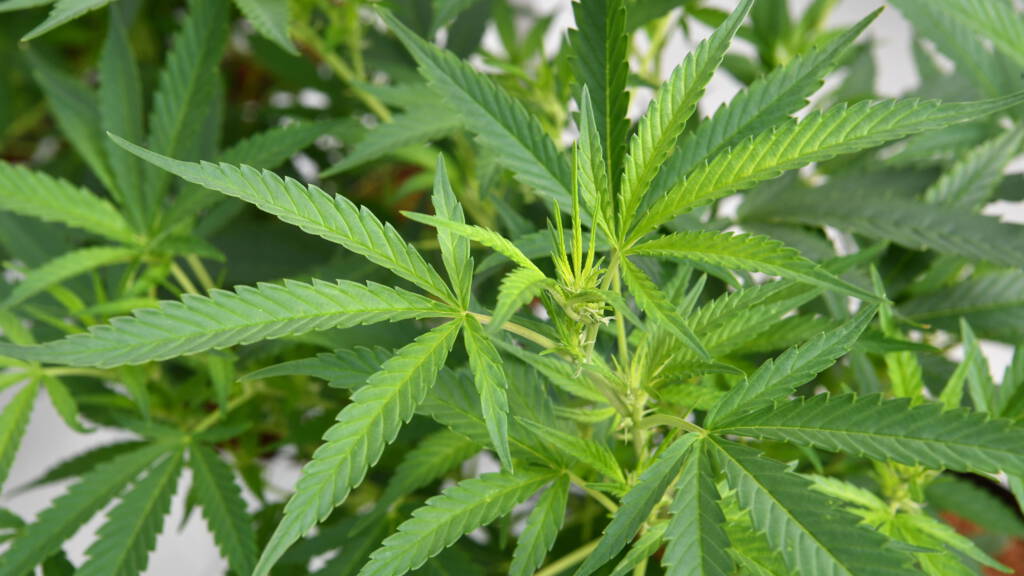 Who are medically eligible to use marijuana products?